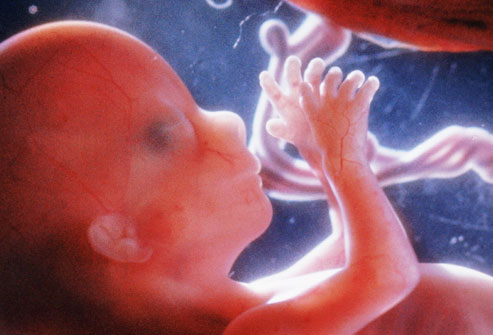 image of fetus